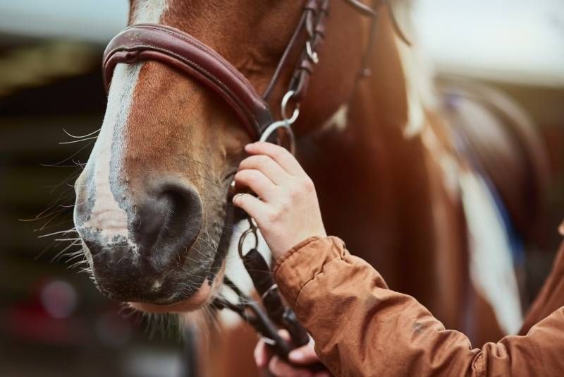 Los caballos de finca van a necesitar que les precises de una serie de cuidados.