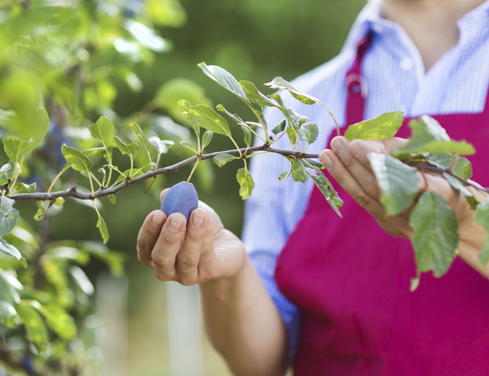 ROJA0019_Plantar un ciruelo en el huerto