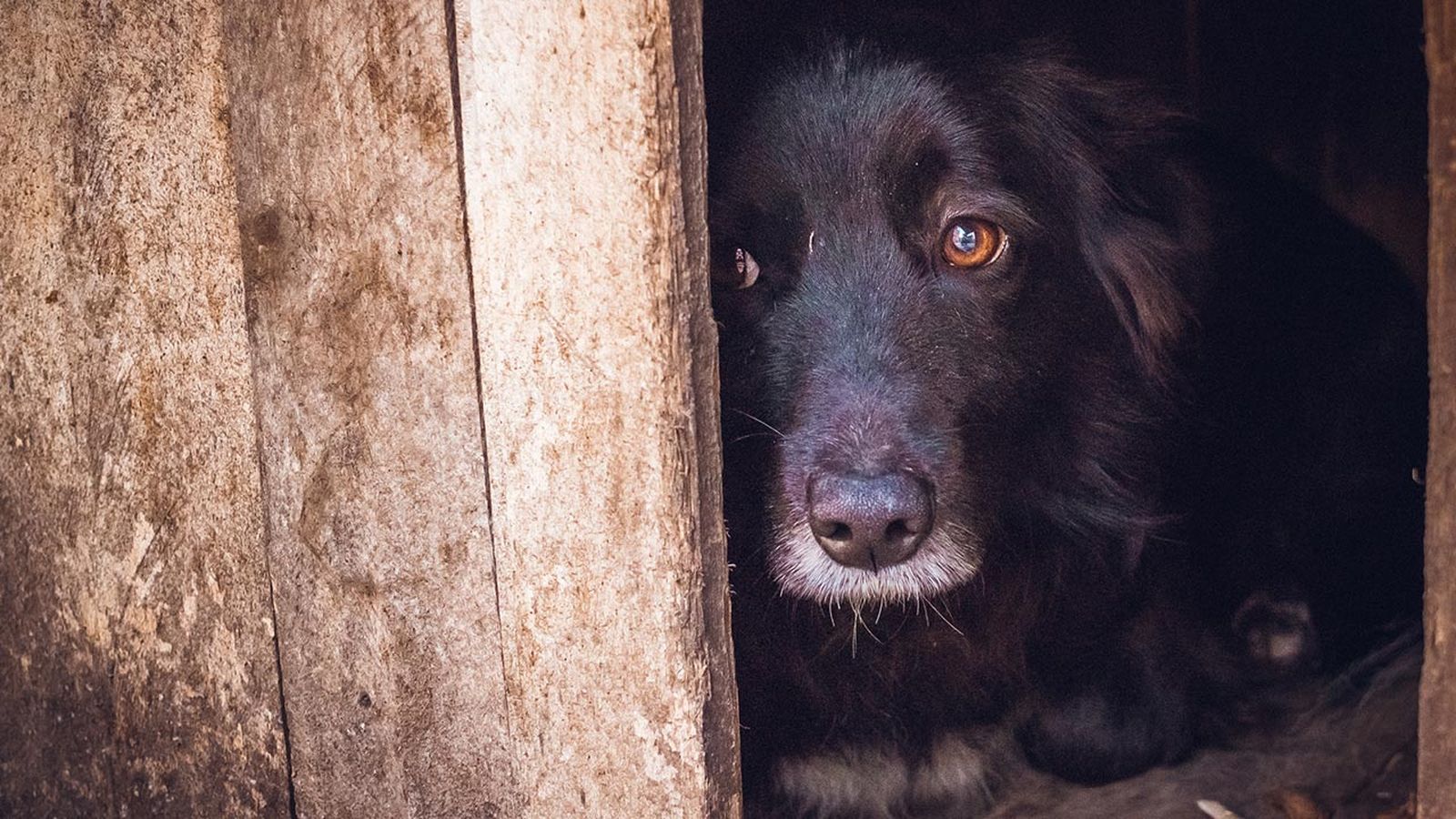 actuar ante maltrato animal denuncia portada