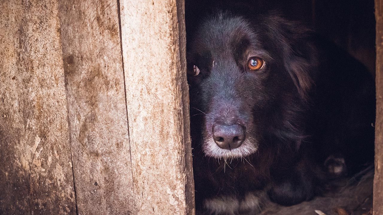 actuar ante maltrato animal denuncia portada