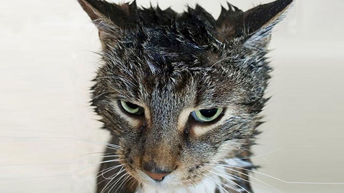 10 fotos de gatos mojados 1