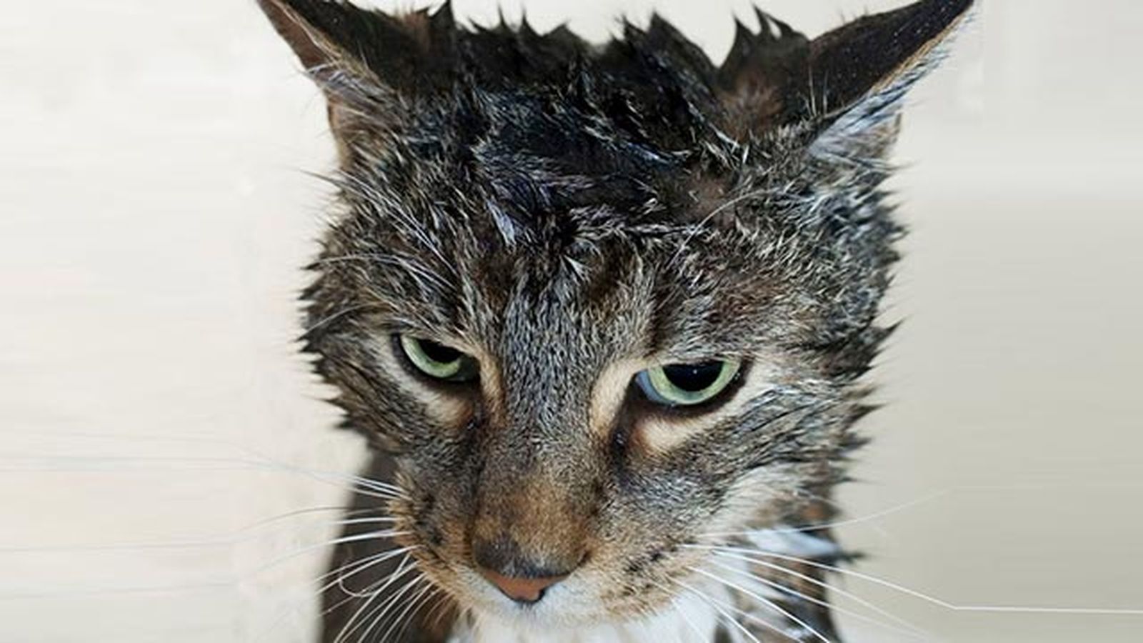 10 fotos de gatos mojados 1