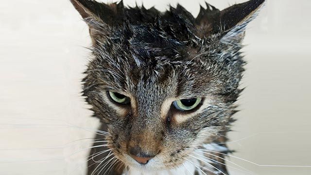 10 fotos de gatos mojados 1