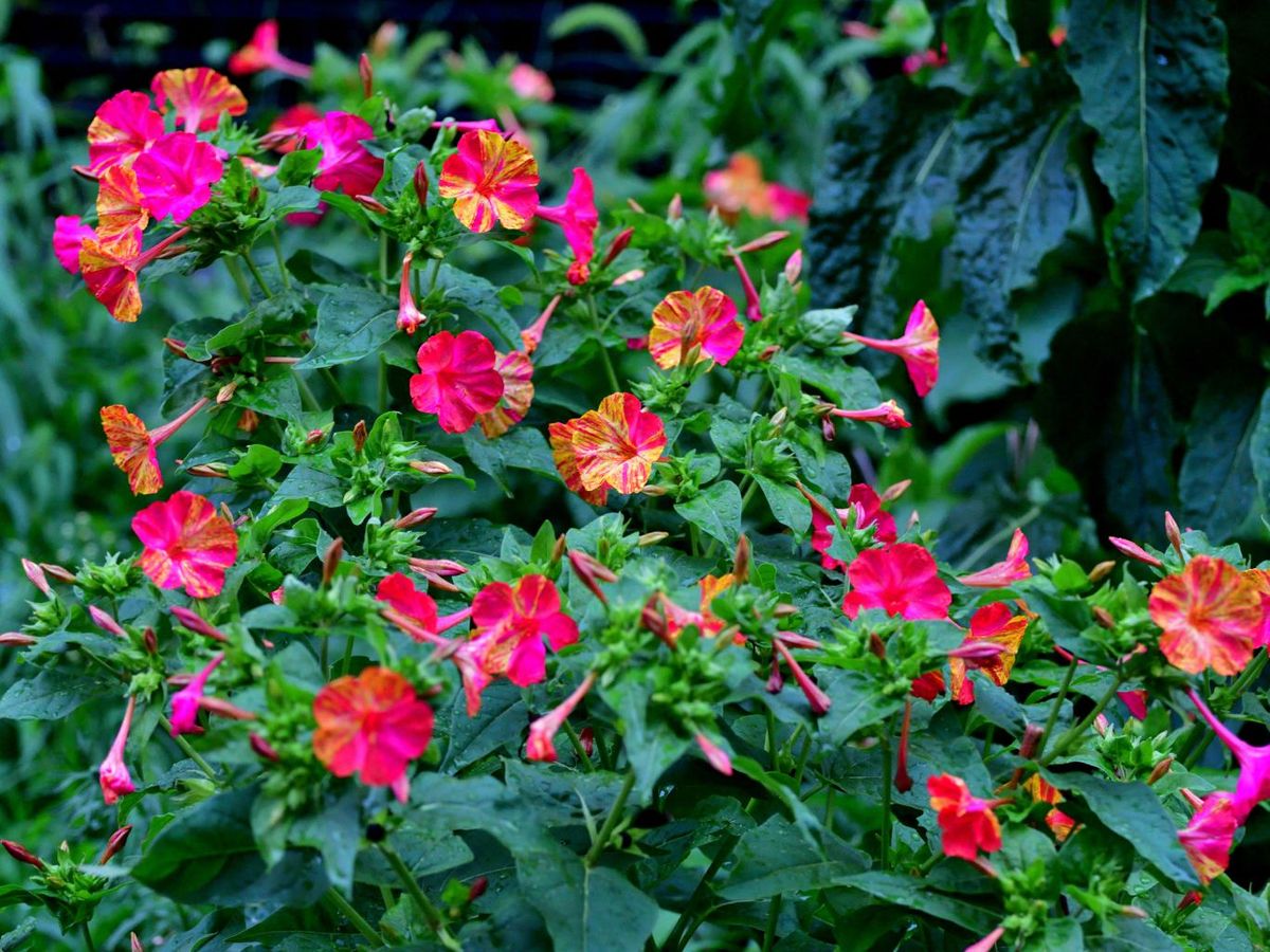 El Don Diego de Noche desarrolla unas inflorescencias únicas.