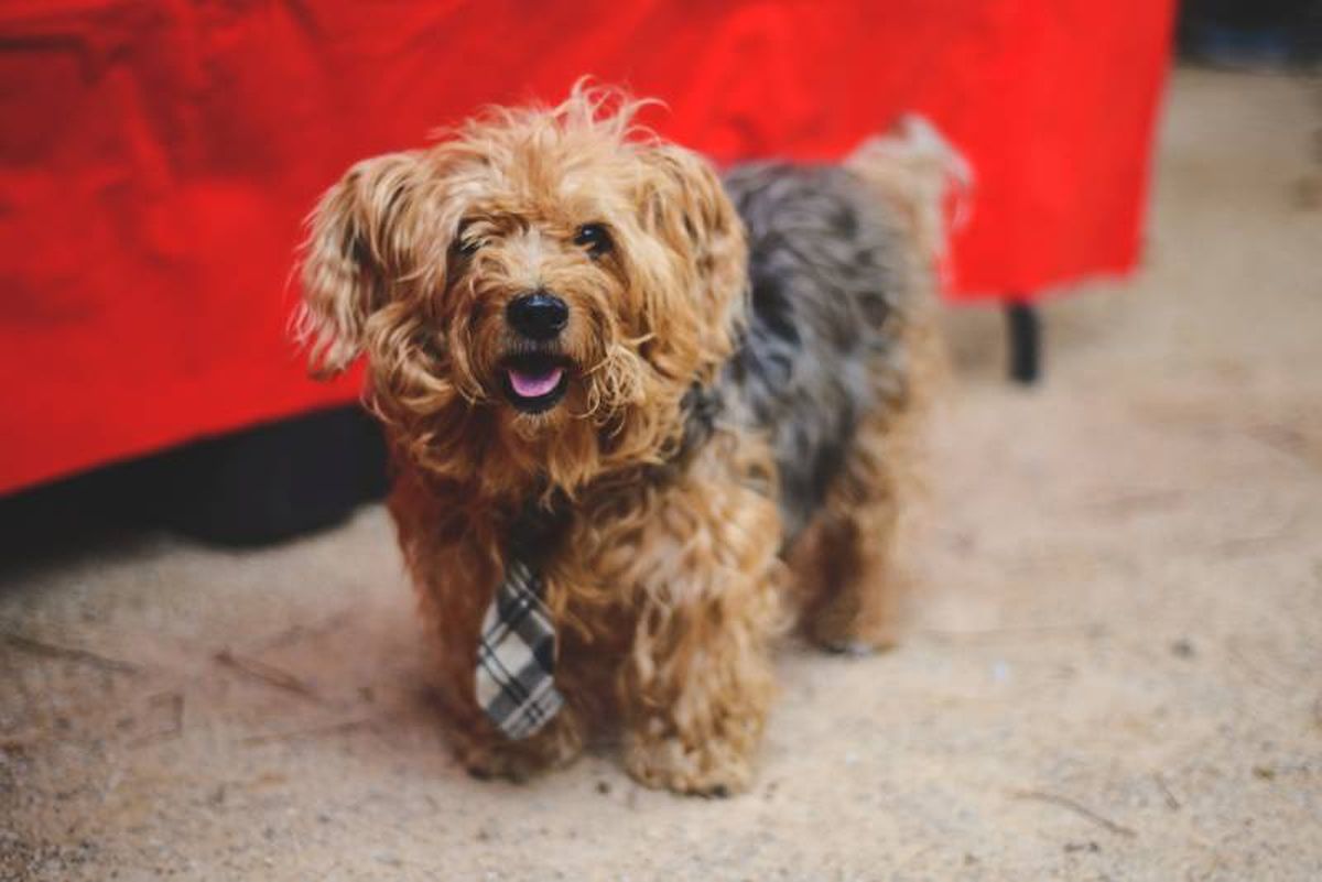 El Norfolk Terrier se caracteriza por sus orejas caídas y expresión alegre.