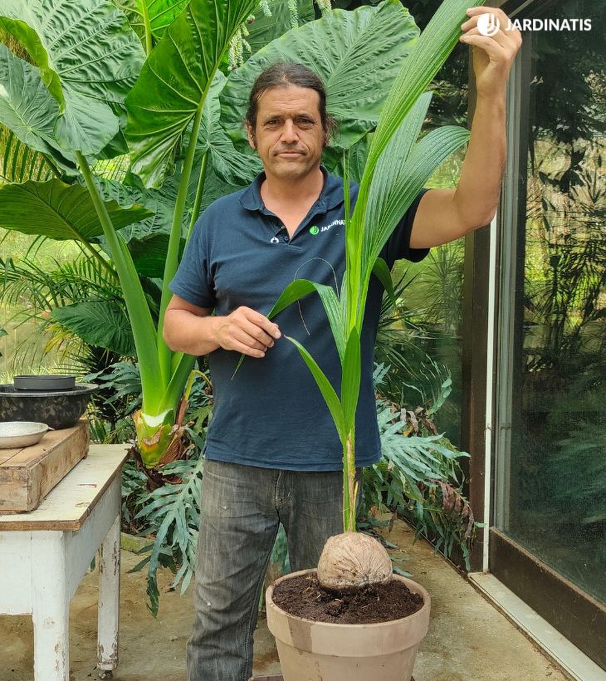 cuidados del cocotero cocos nucifera