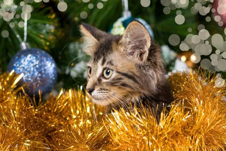 gato guirnalda navidad