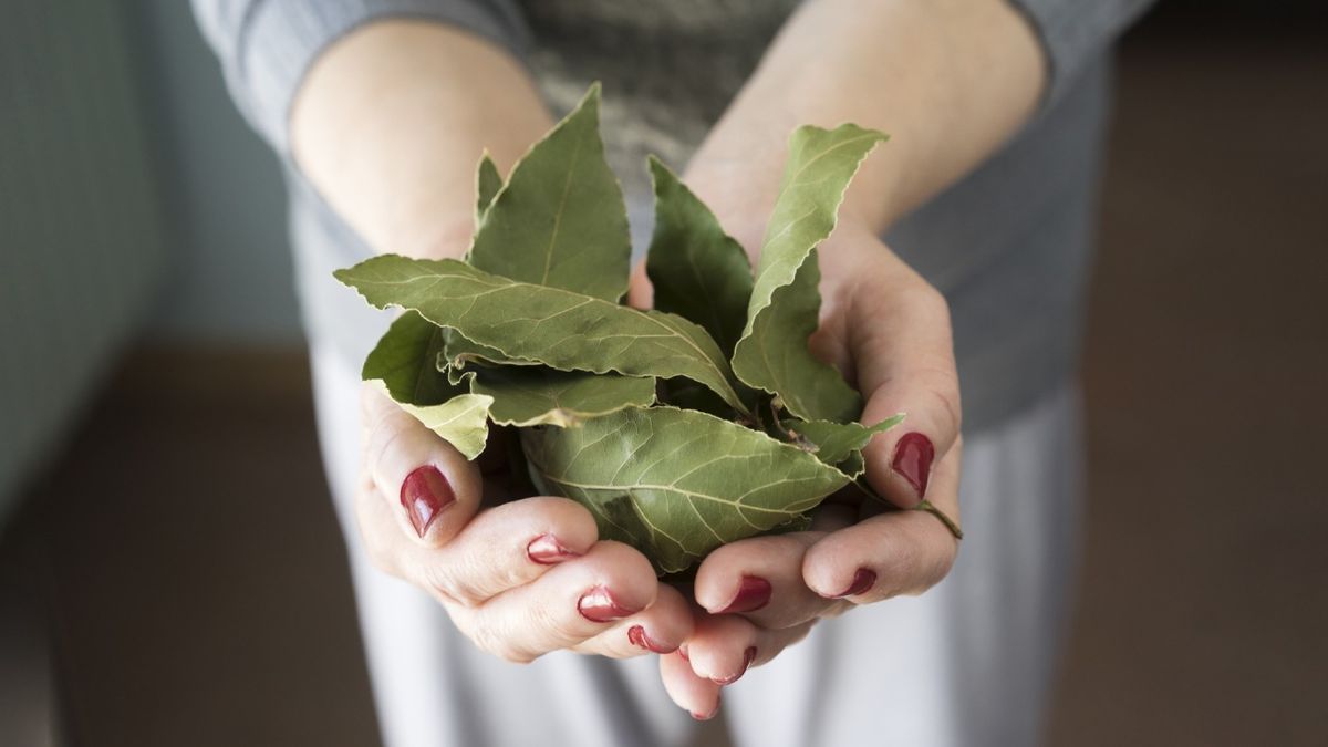hoja de laurel en la lavadora truco para conseguir buen olor ropa