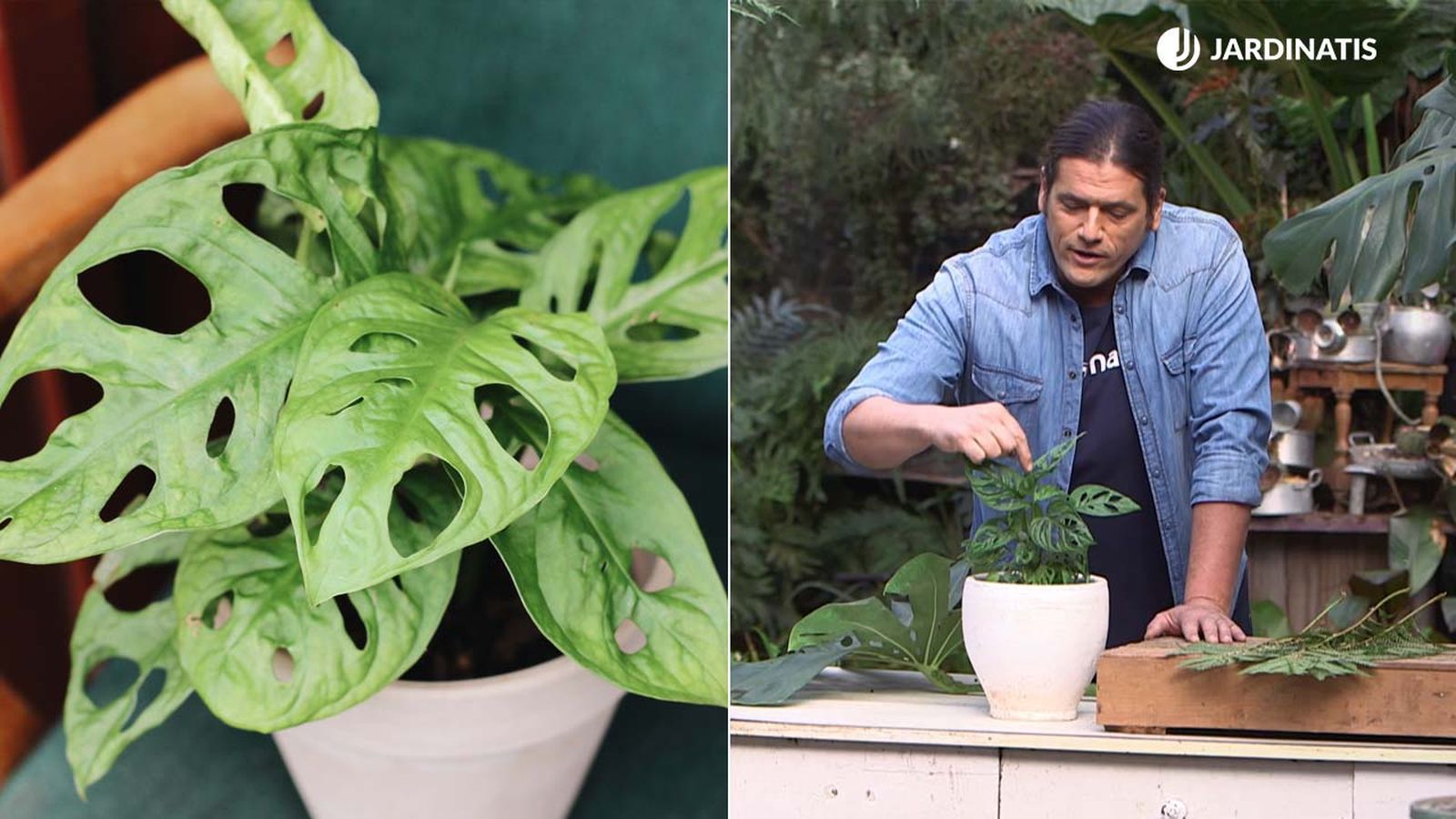 caracteristicas cuidados monstera adansonii brico 978