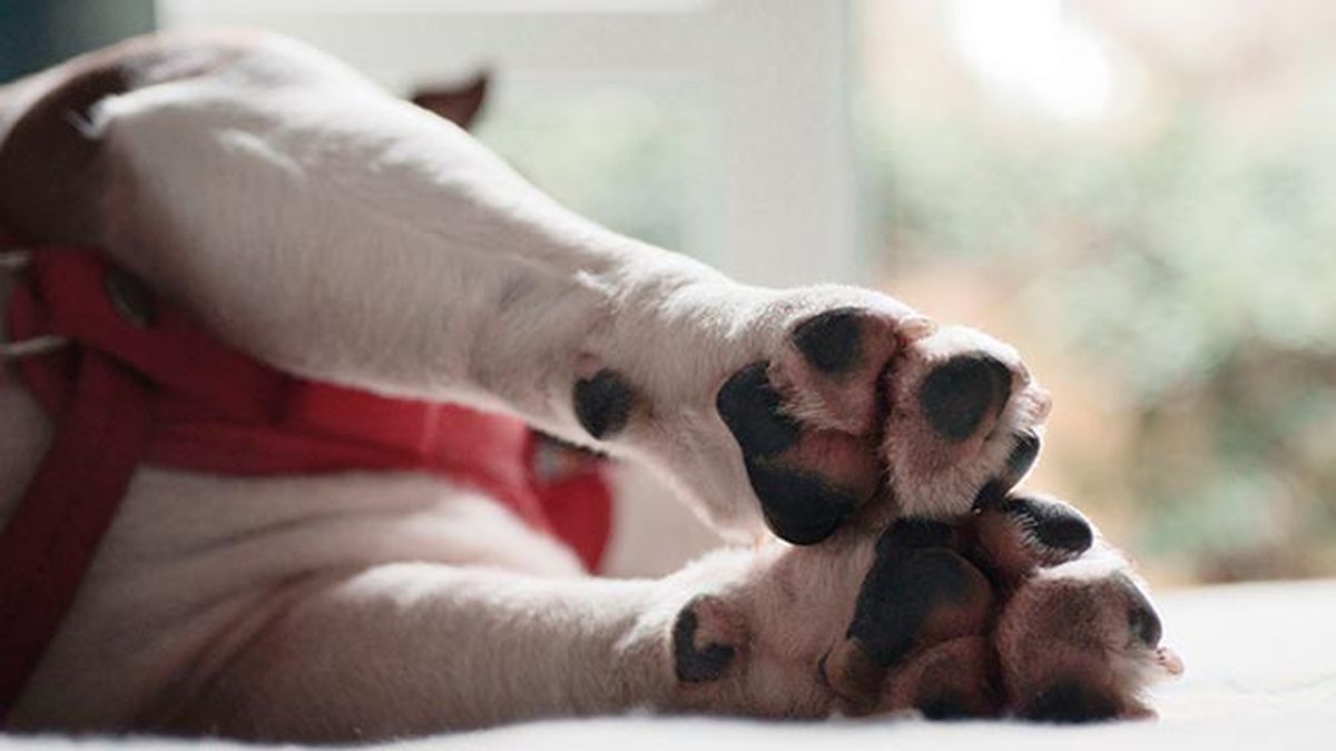 almohadillas bulldog