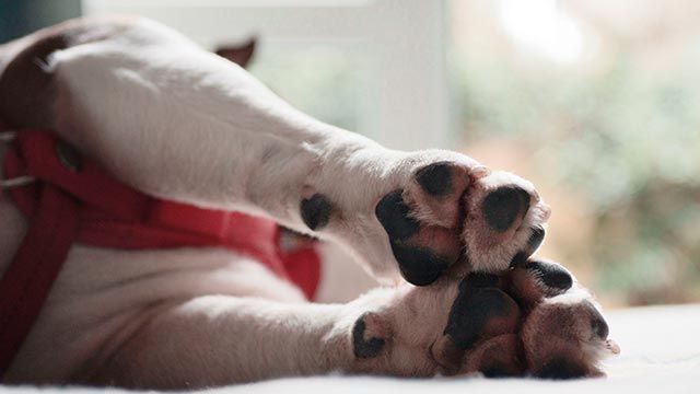 almohadillas bulldog