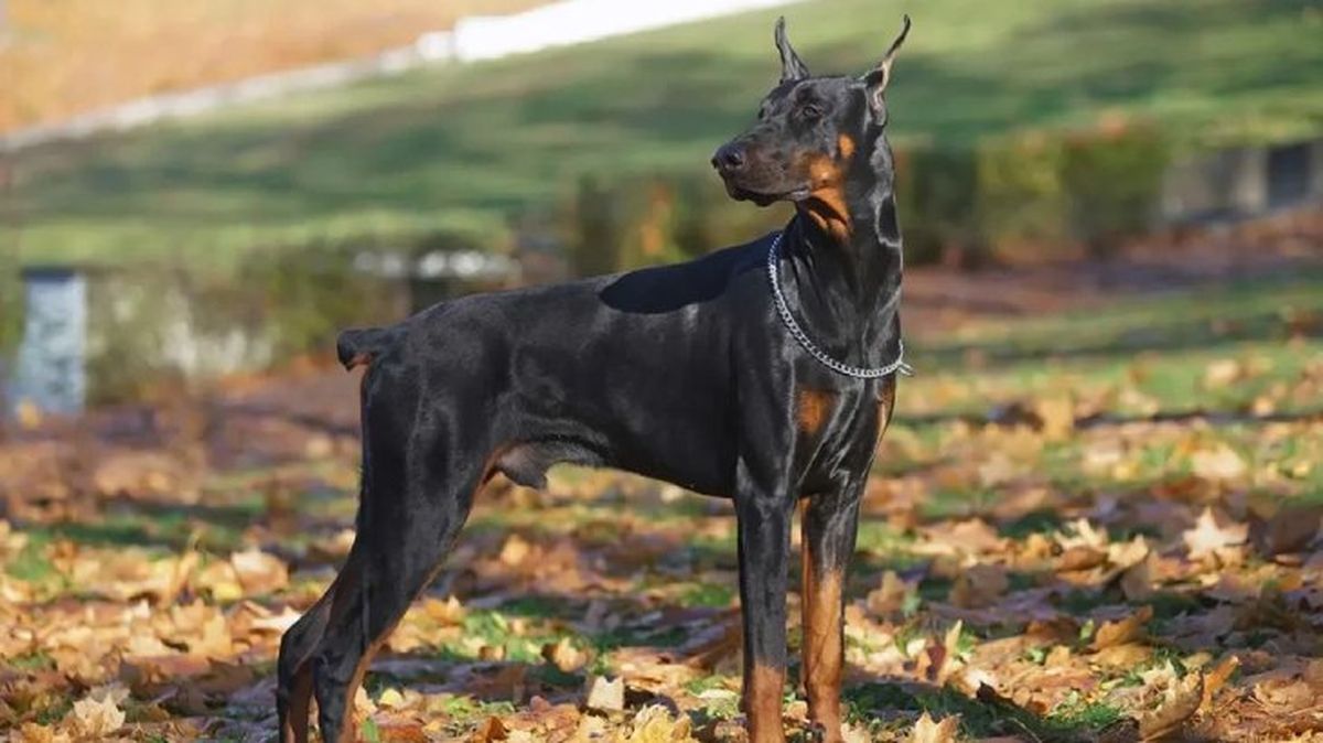 perros mas inteligentes doberman
