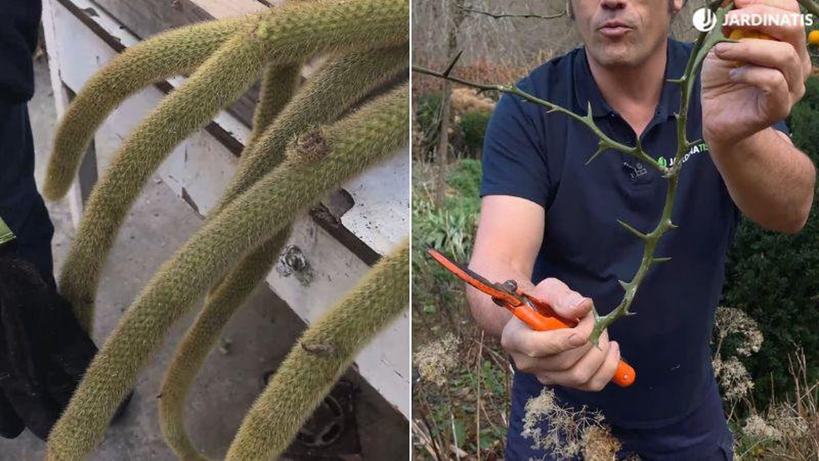 De izq. drcha.: Espinas de Cleistocactus winteri y pinchos de Poncirus trifoliata