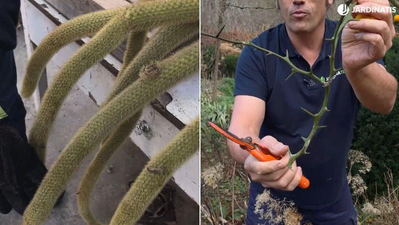 De izq. drcha.: Espinas de Cleistocactus winteri y pinchos de Poncirus trifoliata
