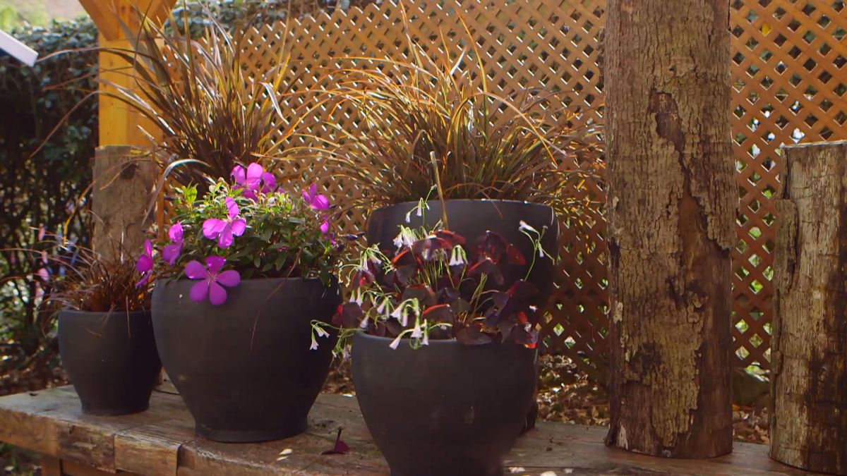 brico 0909 3 jardineria tibouchina groovy baby composicion detalle