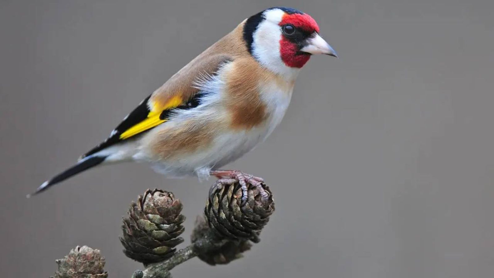nombres para pajaros