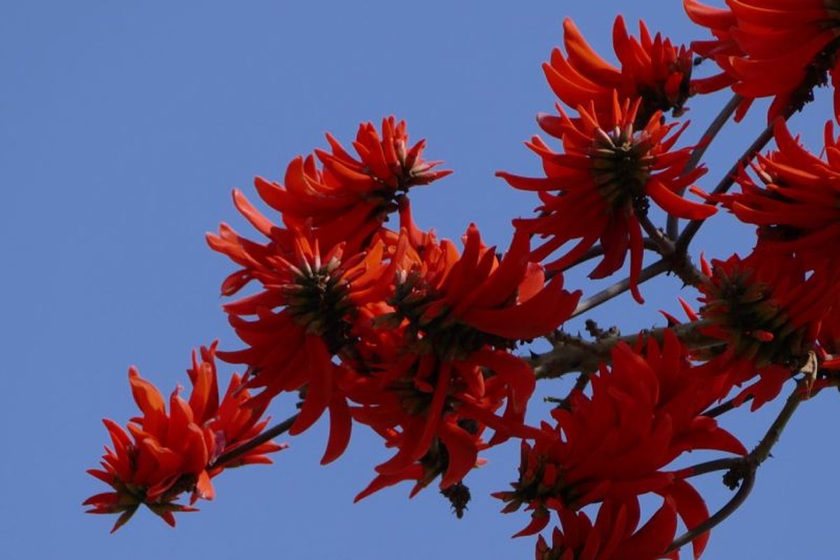 Árbol conocido hasta ahora como Erythrina caffra