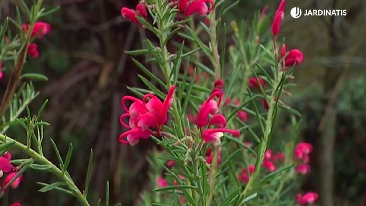 Grevillea gracilis alba floracion rosa invernal