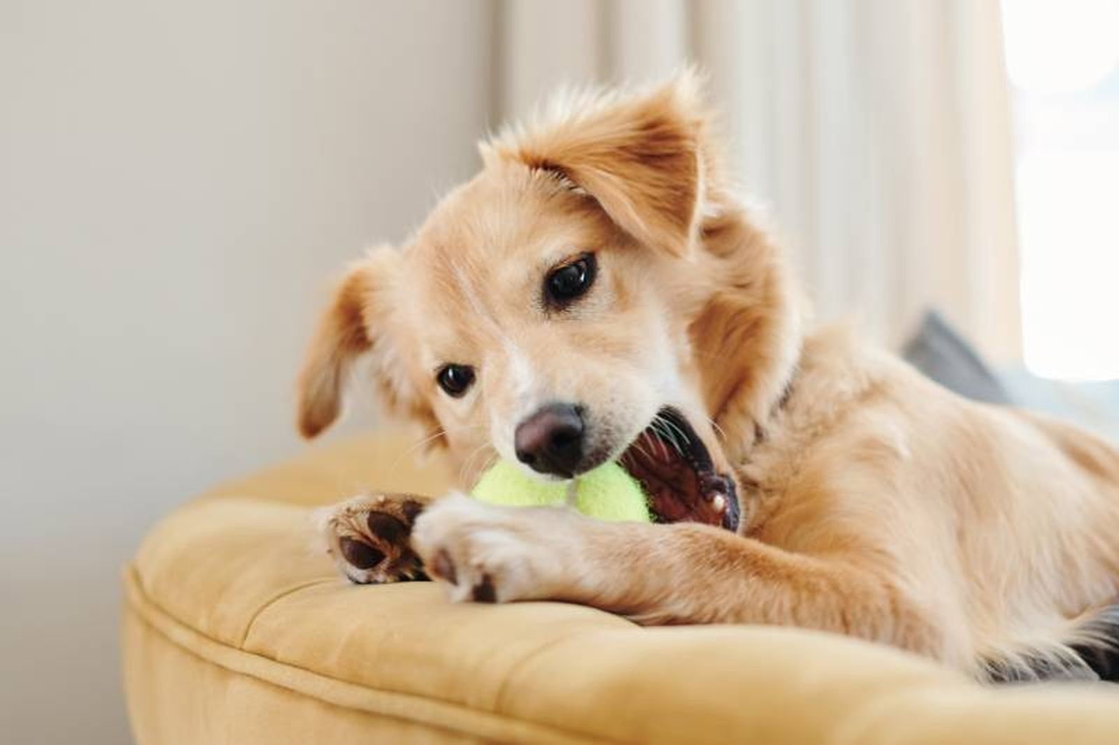 Una buena hidratación de nuestros perros permite la generación de la suficiente cantidad de saliva.