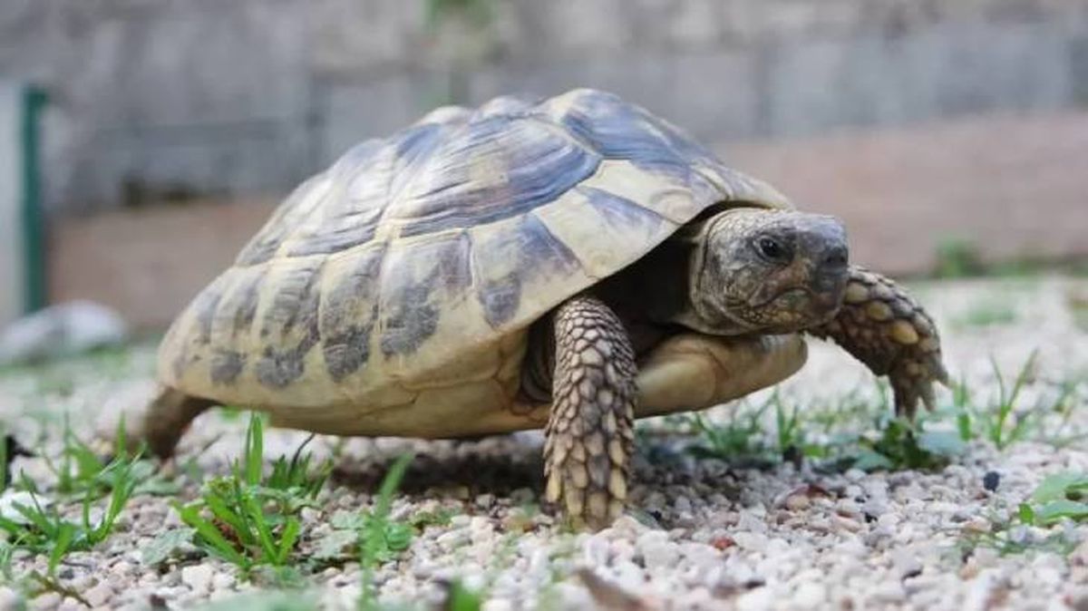 tortuga como mascota (1)