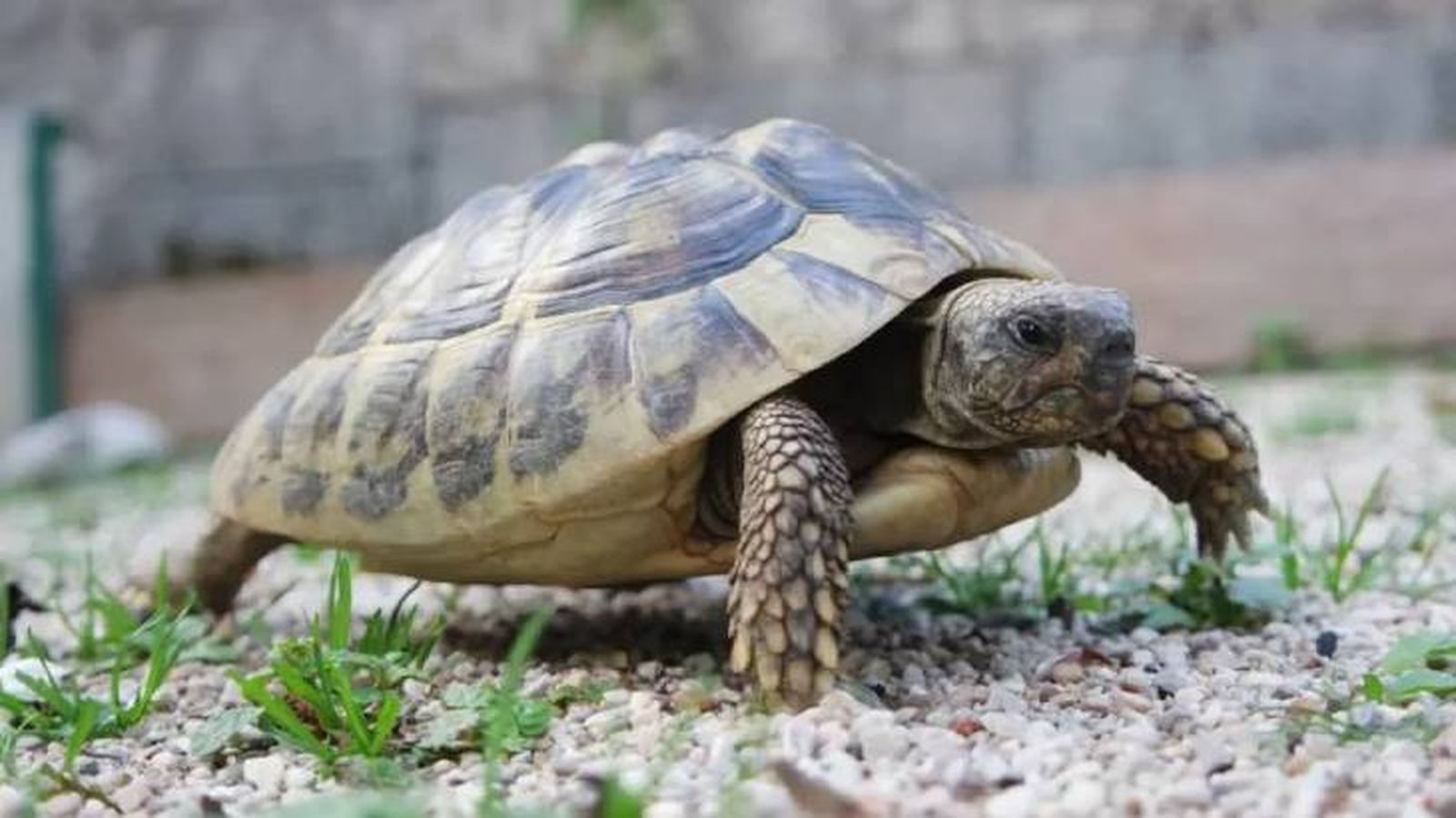 tortuga como mascota (1)