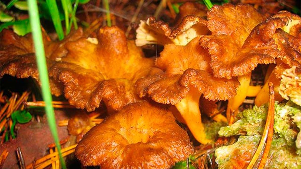 setas comestibles trompeta amarilla