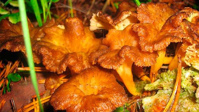 setas comestibles trompeta amarilla