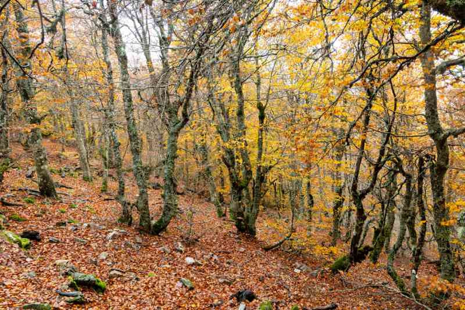 Fagus sylvatica.