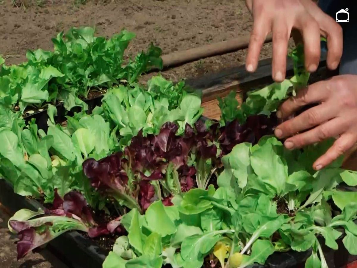 Distintas variedades de lechugas.