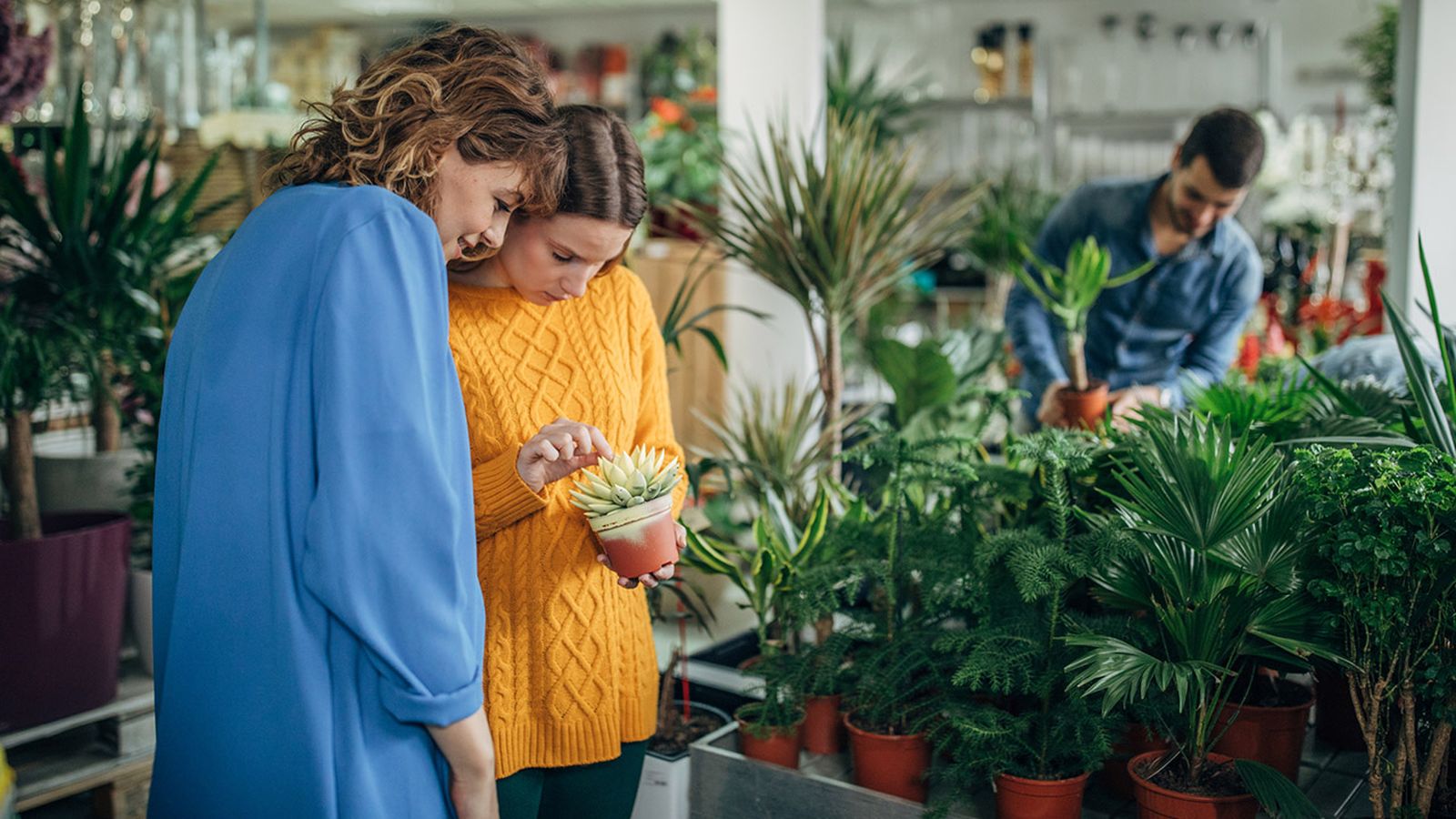 comprar plantas de interior