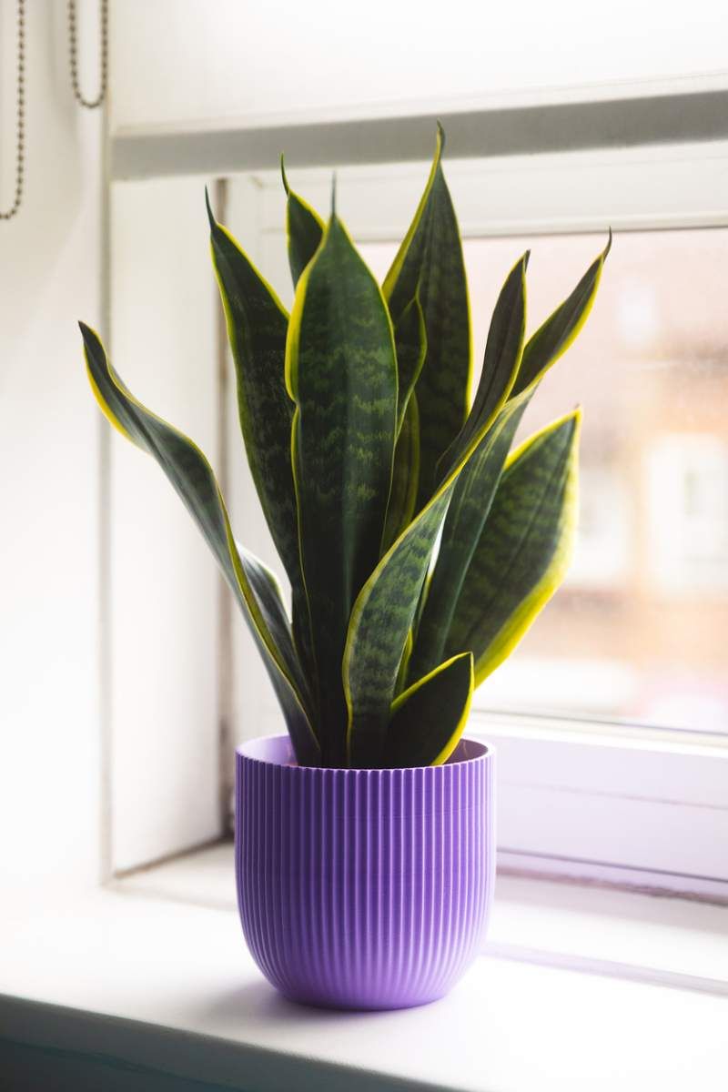 Sansevieria Trifasciata Laurentii