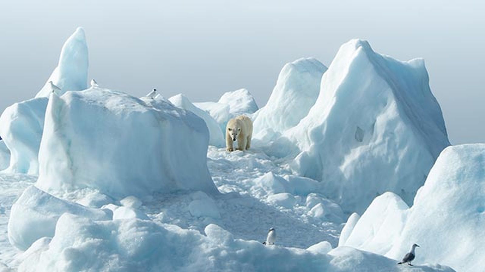 oso polar 4