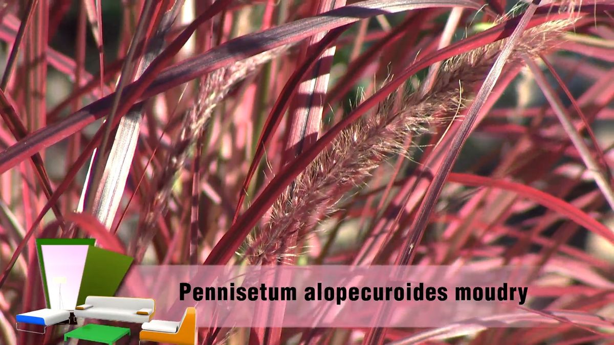 deko0706 jardin otono tonos rosas pennisetum espiga