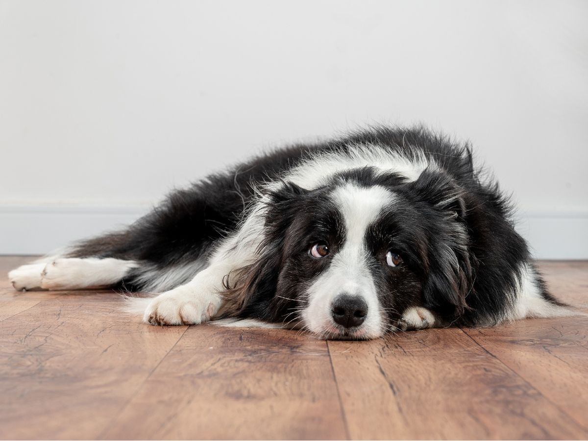 Prevenir el estreñimiento canino  puede evitar daños mayores