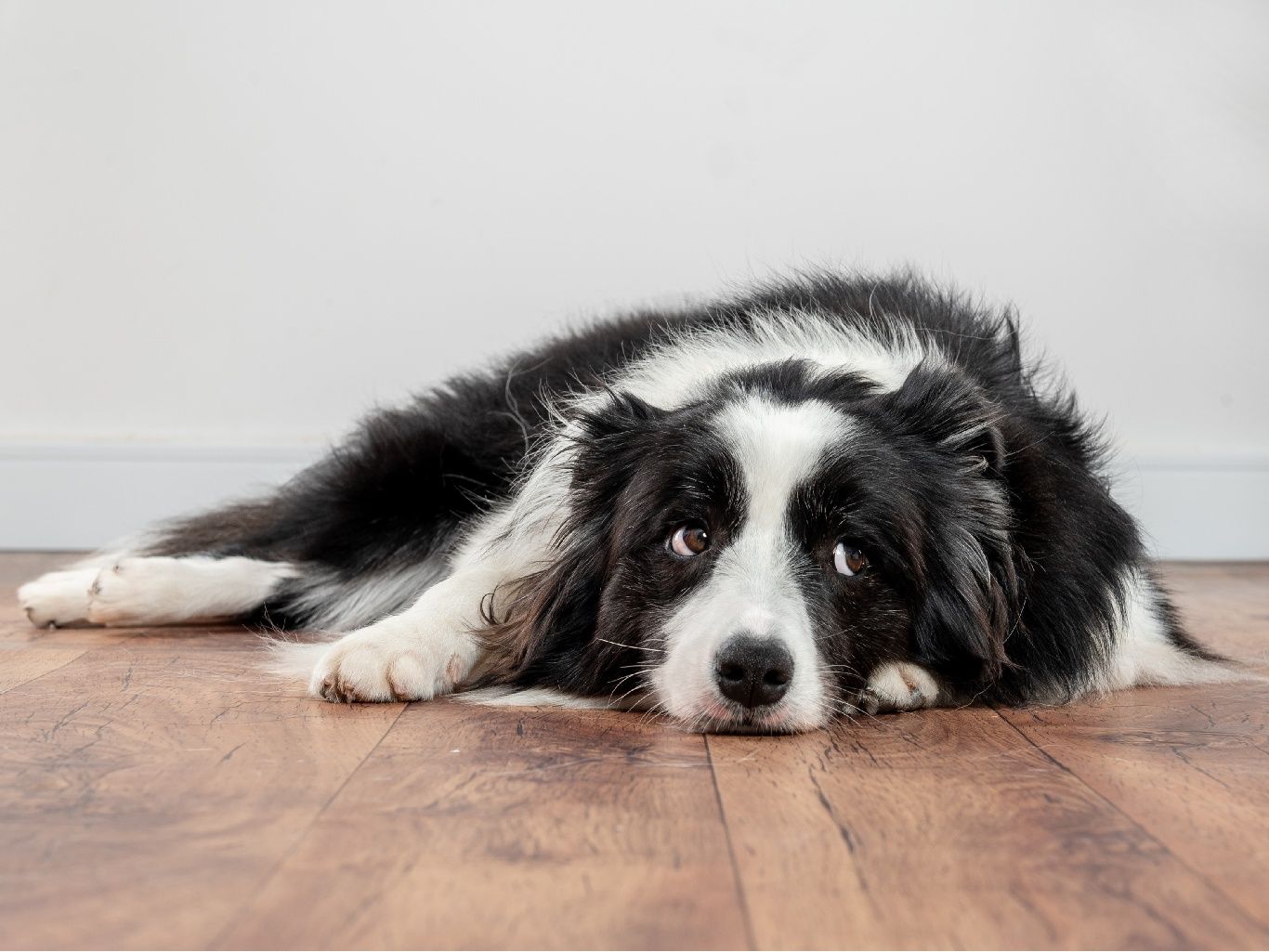 Prevenir el estreñimiento canino  puede evitar daños mayores
