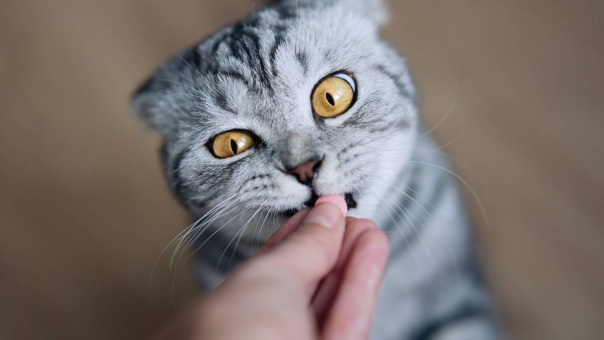 Existen varios formatos de antiparasitarios, cada uno con ventajas específicas.