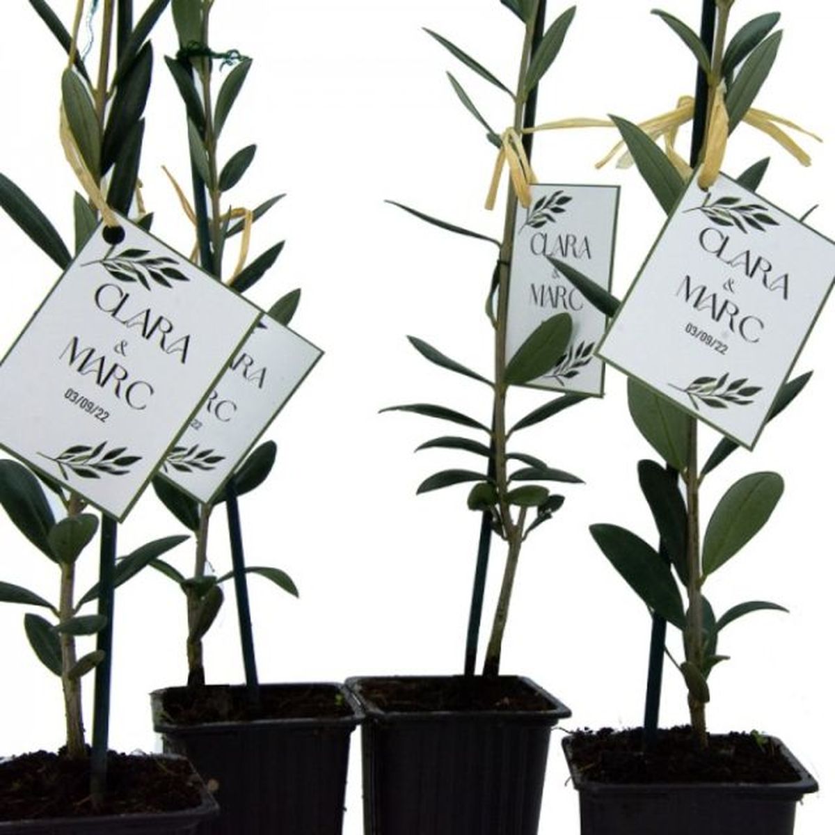 esqueje de olivo regalo boda germigarden