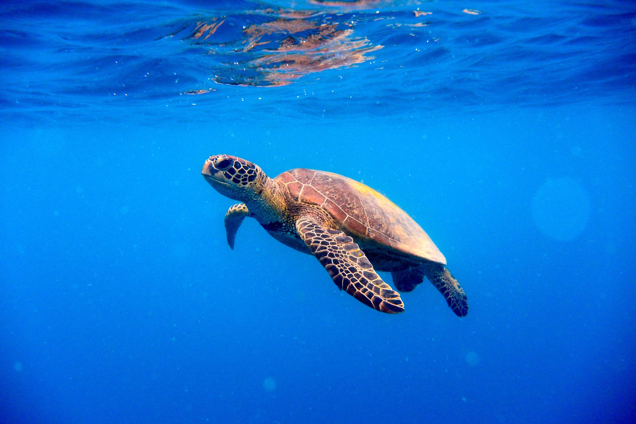 tortuga