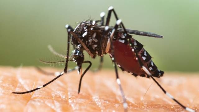 Mosquito tigre Aedes albopictus