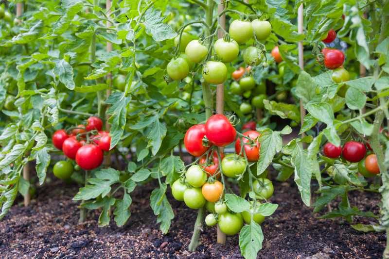 Plantas de tomate indeterminadas