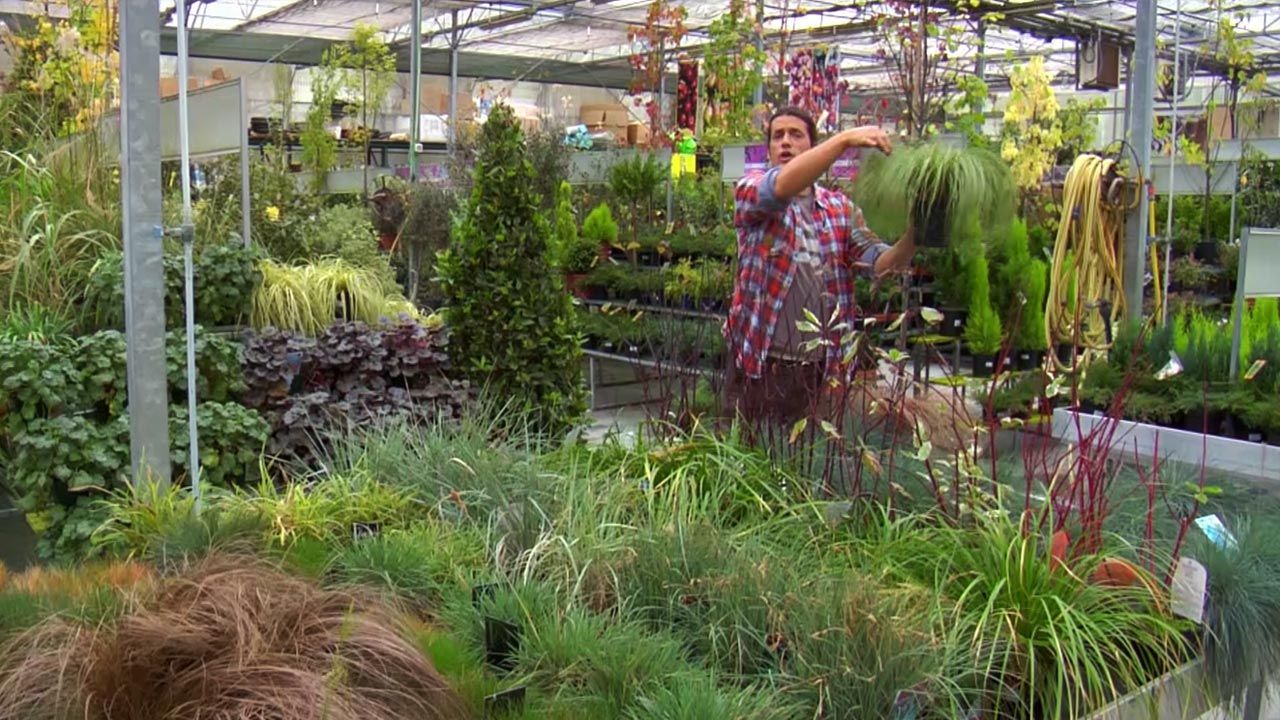 deco jardin 507 carex