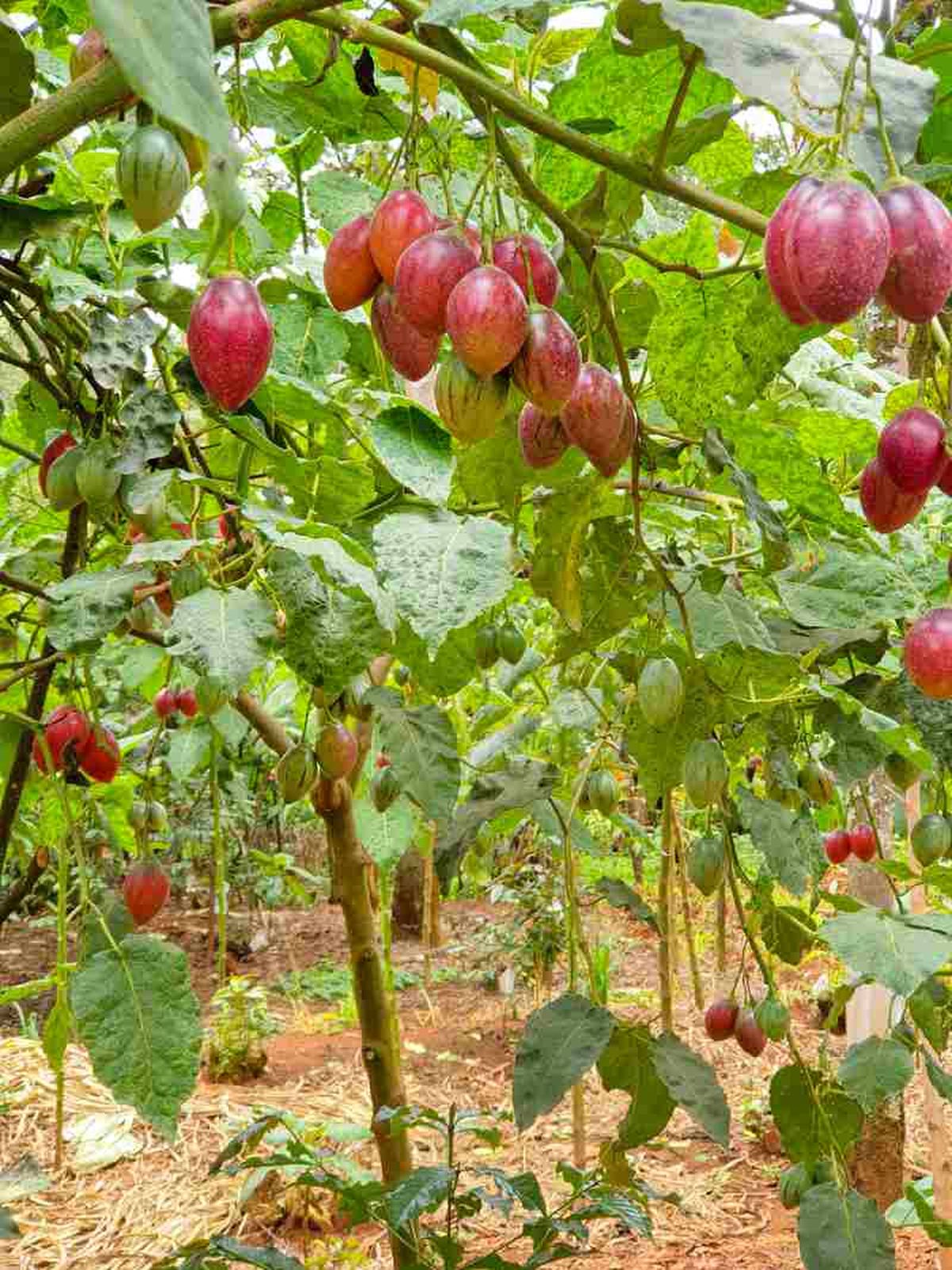 Tamarillo o tomate árbol.
