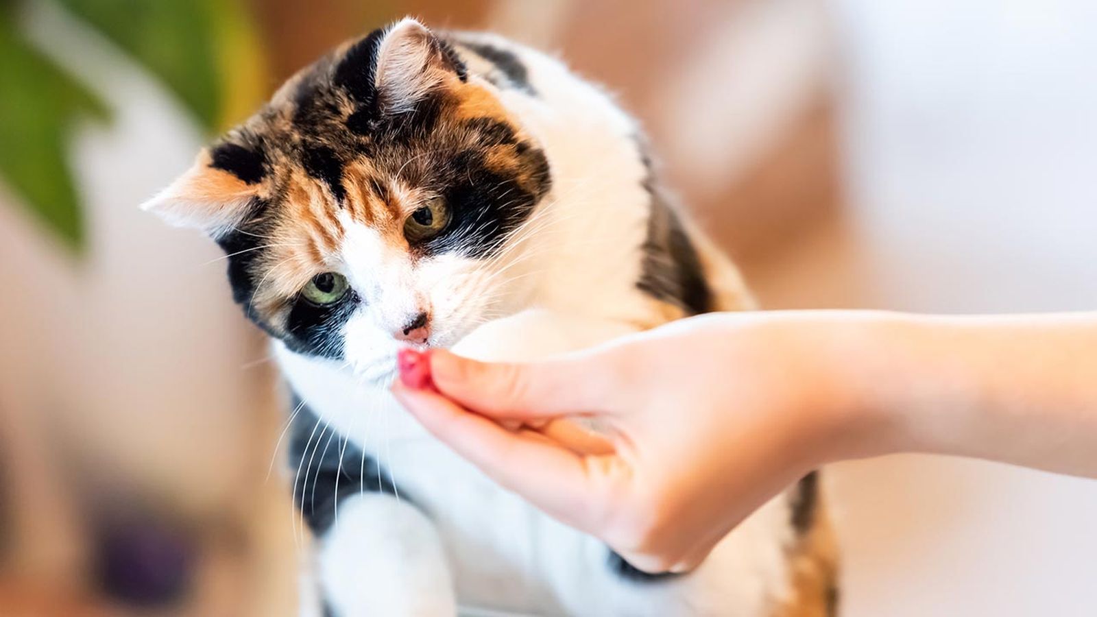 articulos mascotas felices 14 recomenpensa gato