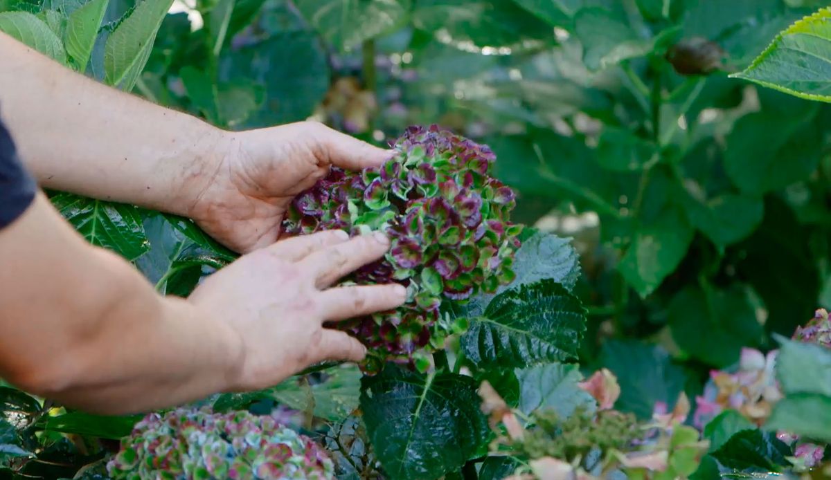 bricojardin923 hortensias magical otono robustez