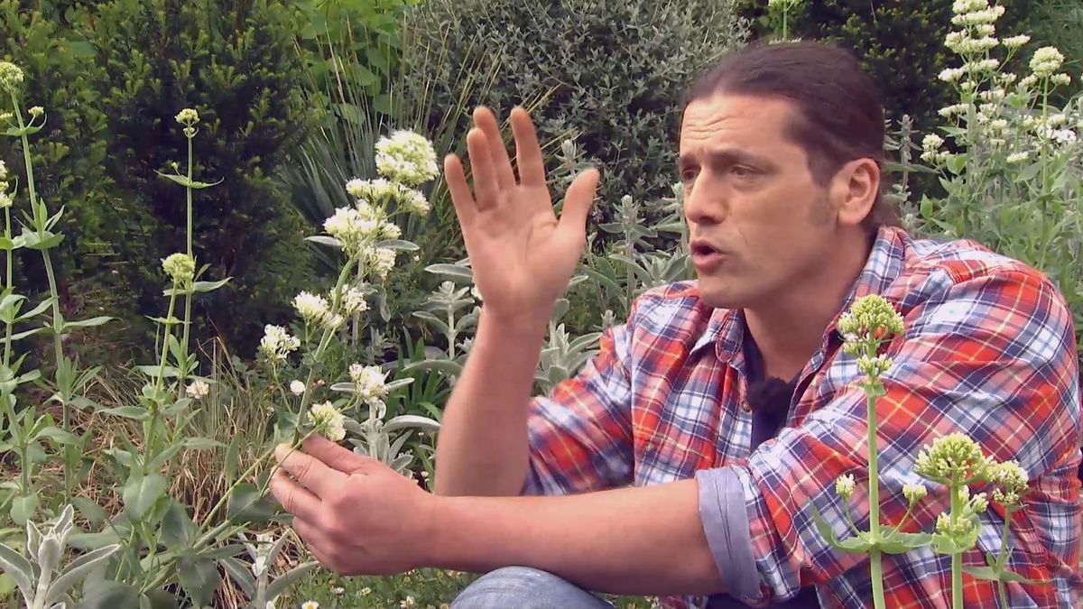 deco 697 jardineria plantas silvestres jardin centranthus ruber caracteristicas