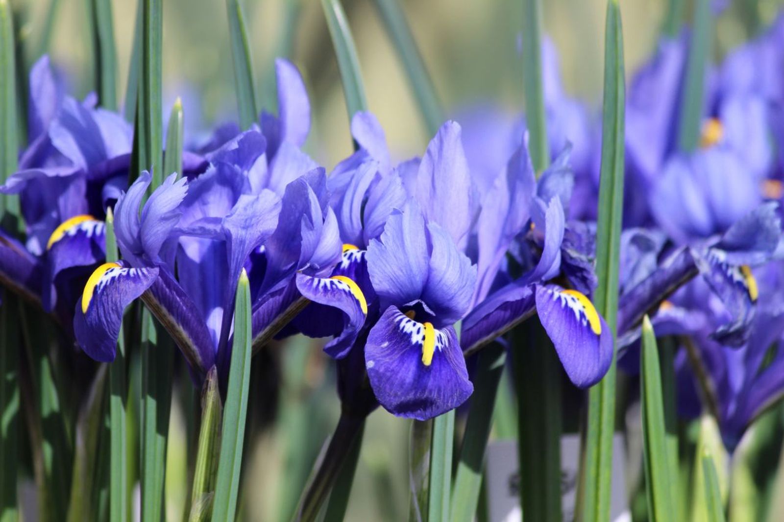Iris reticulata