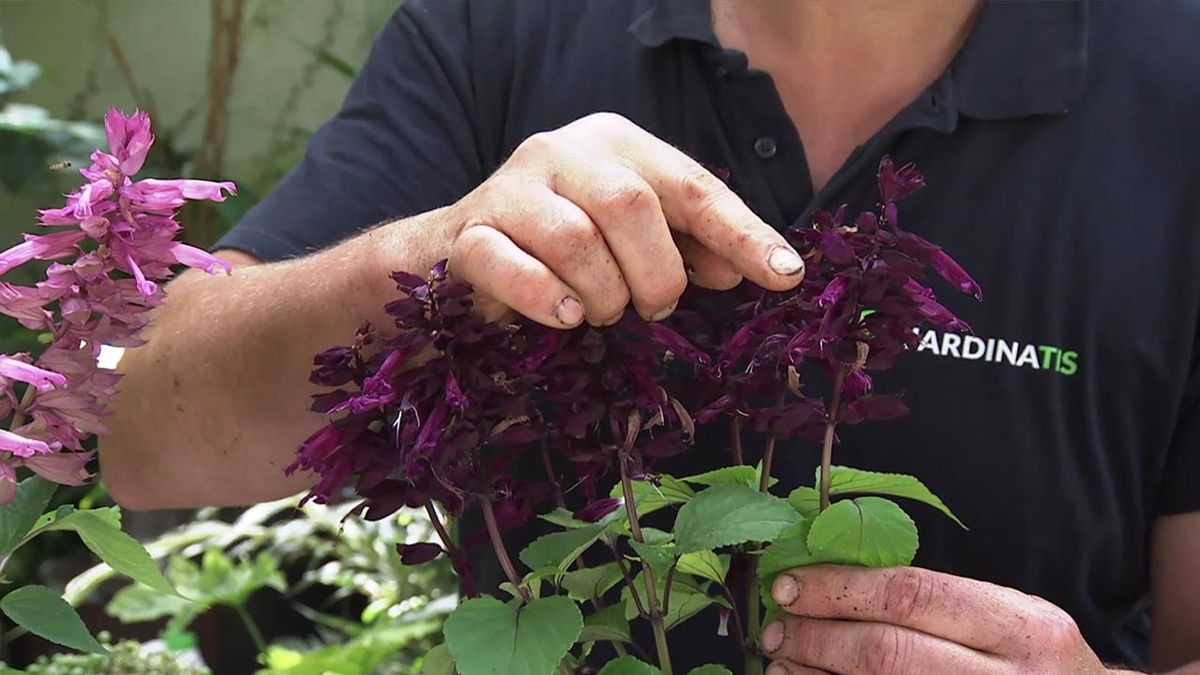 brico jardin 1040 composicion floral granate salvias lilas