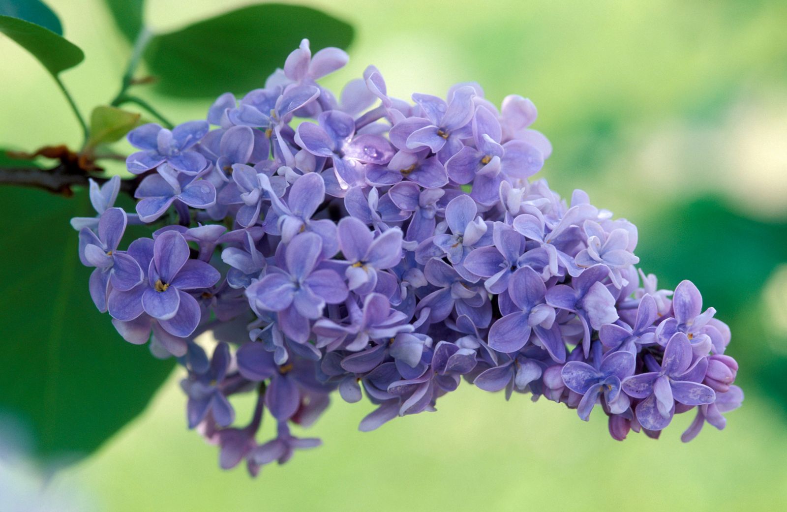 lilas o syringa