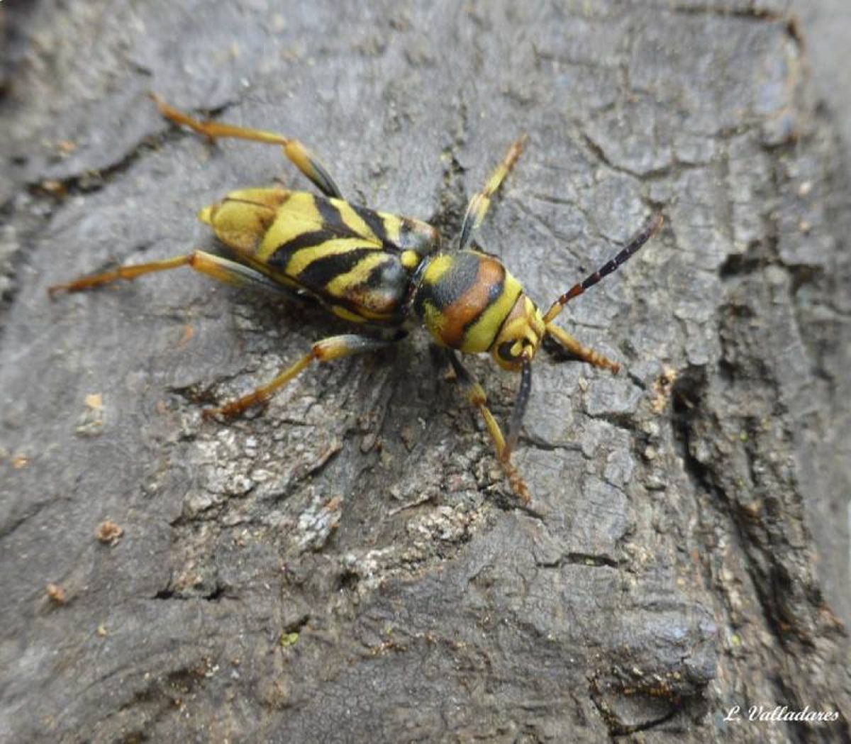 No se debe mover la madera infectada de una zona a otra. / Fuente: L. Valladares
