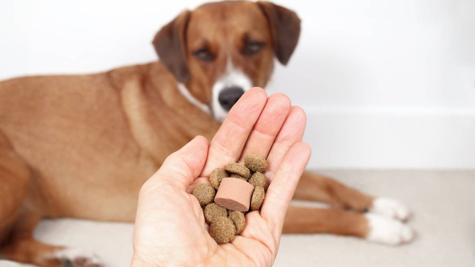 Los parásitos intestinales más comunes incluyen nematodos, cestodos y protozoos.